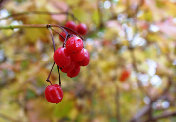 Similar image 957722