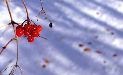 Similar image 957723