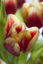 Similar image 957772