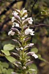 Similar image 957777