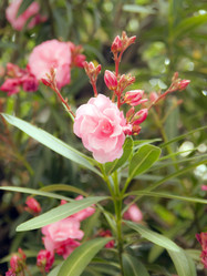 Similar image 957783