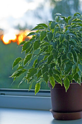 Similar image 957850