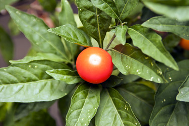 Similar image 957935