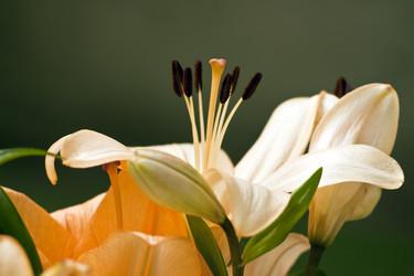 Similar image 957988