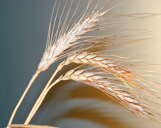 Similar image 958181