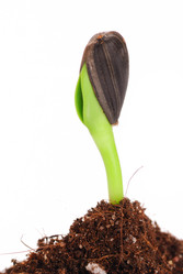 Similar image 958250