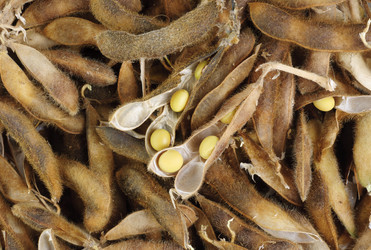 Similar image 958270