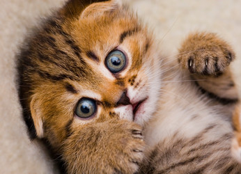 Similar image 958353