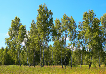 Similar image 958662