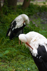 Similar image 959054