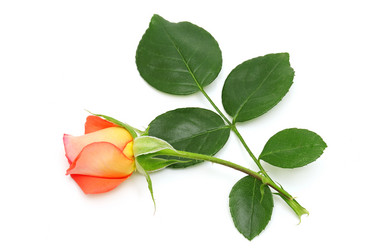 Similar image 959160