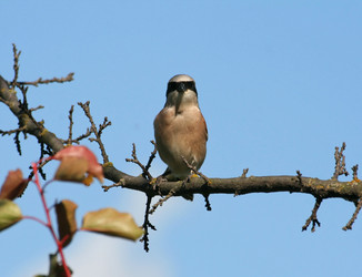 Similar image 959355