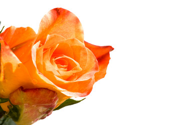 Similar image 960115