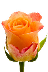 Similar image 960136