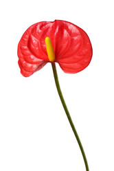 Similar image 960812