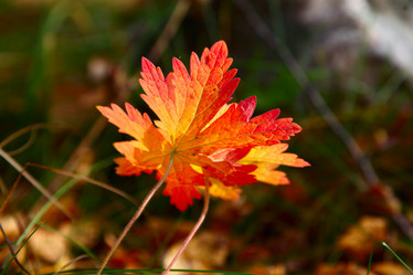 Similar image 960966