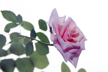 Similar image 961231