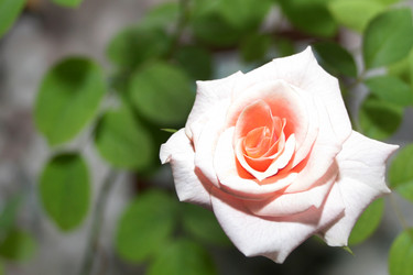 Similar image 961247