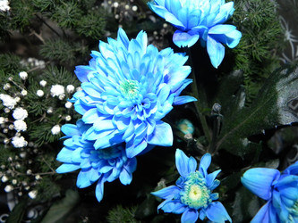 Similar image 961272