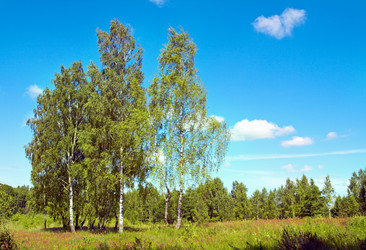 Similar image 961339