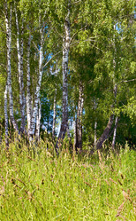 Similar image 961343