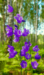 Similar image 961352