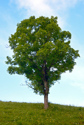 Similar image 961372