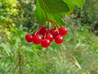 Similar image 961382