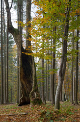 Similar image 961404