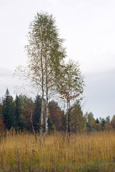 Similar image 961431