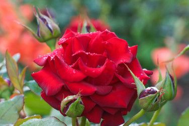 Similar image 961598