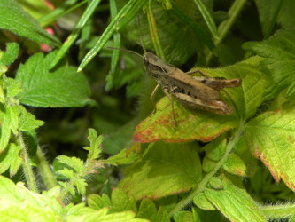 Similar image 961689