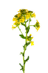 Similar image 962993