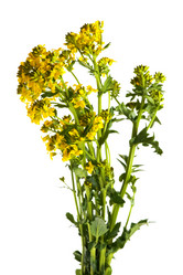 Similar image 962995