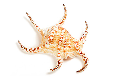 Similar image 963905