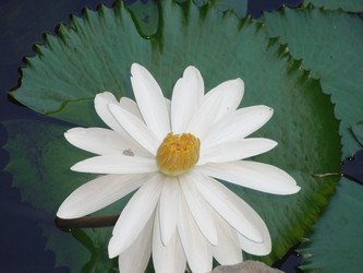 Similar image 964148