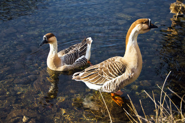 Similar image 964240