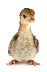 Similar image 964476