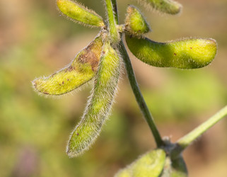 Similar image 965388