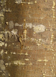 Similar image 965397