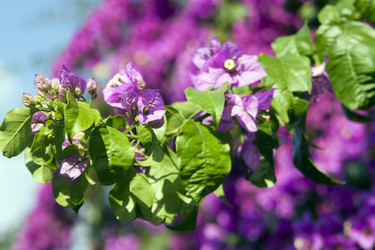 Similar image 966416