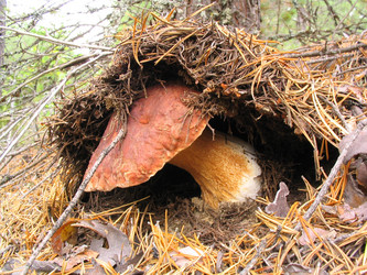 Similar image 966988