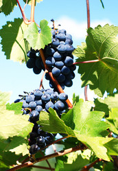 Similar image 967157