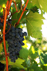 Similar image 967158