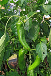 Similar image 968431