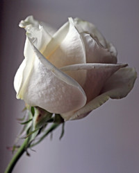 Similar image 969321