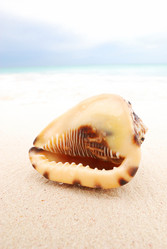 Similar image 970682