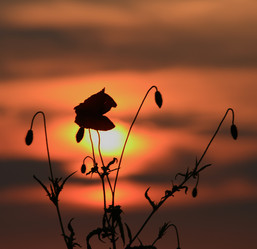 Similar image 970929