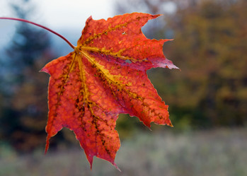 Similar image 970990