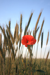 Similar image 971203